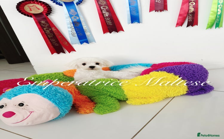 Maltese dogs - Advert 2