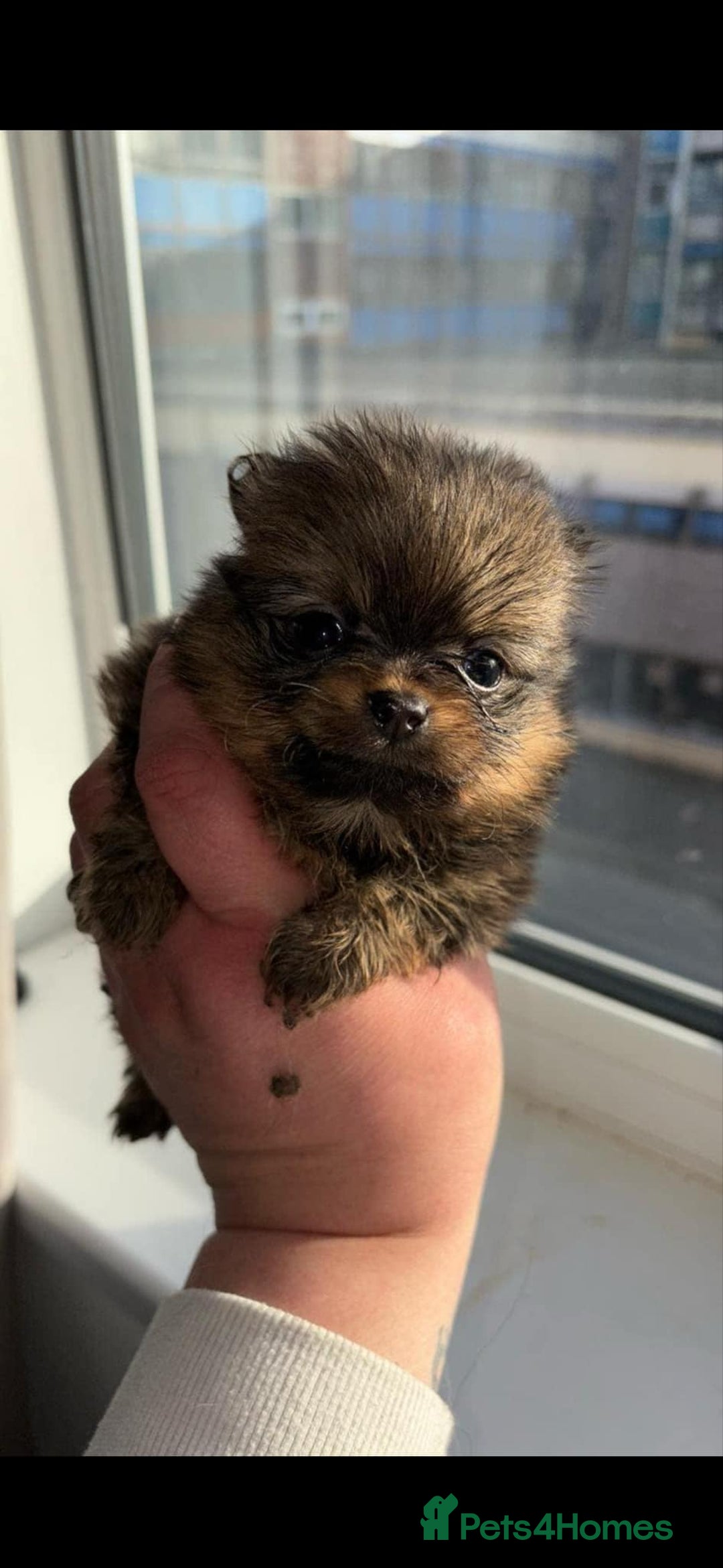 Pomeranian dogs for stud: Kensesqui Mighty Hercules aka Bear for stud  - Advert 6