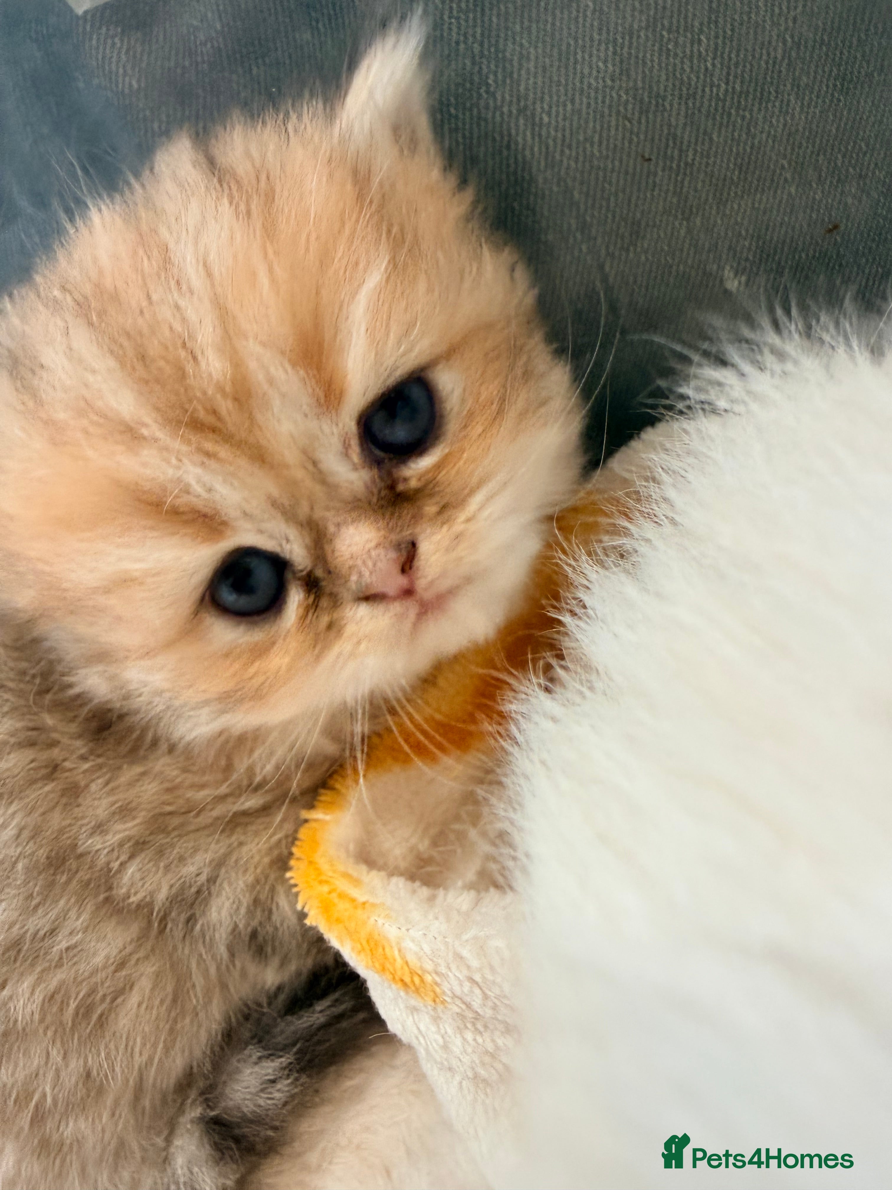 Persian cats 🐾 BEAUTIFUL PERSIAN KITTEN AVAILABLE 🐾 - Advert 19