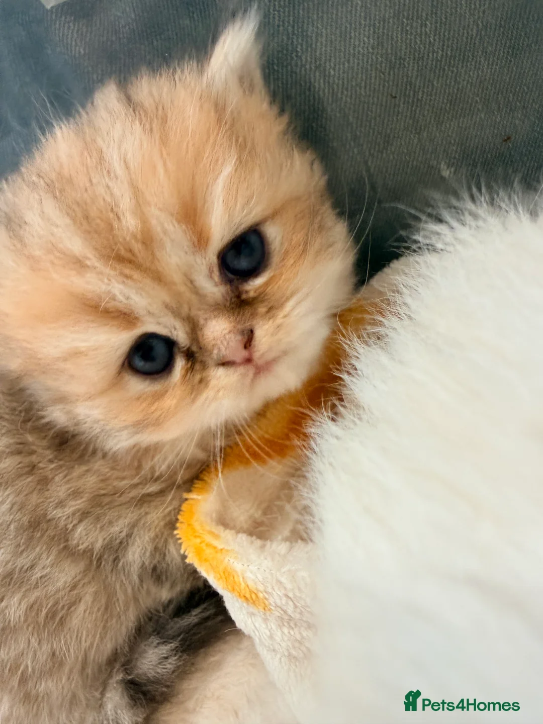 Persian cats for sale: 🐾 BEAUTIFUL PERSIAN KITTEN AVAILABLE 🐾 - Advert 1