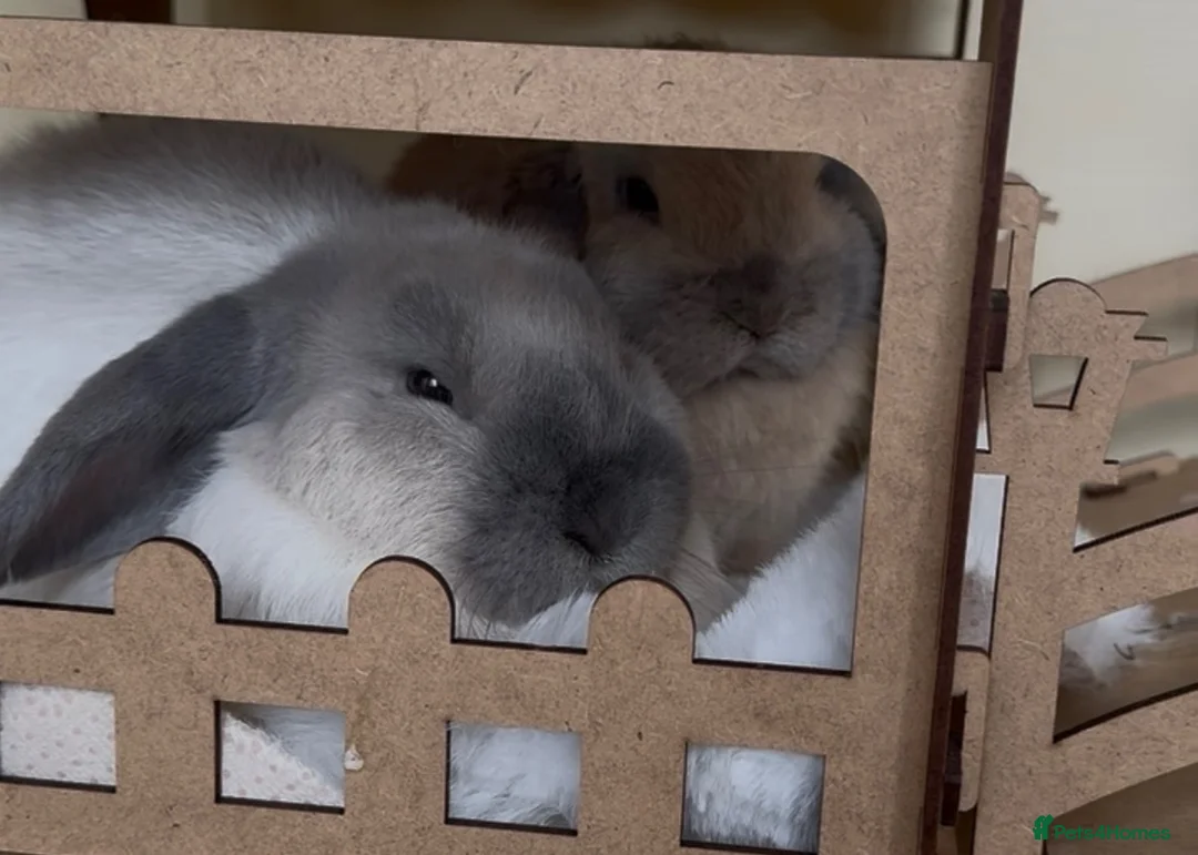 Mini Lop rabbits for sale: 8 Month Old Brother & Sister Mini Lops - Advert 5