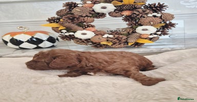 Cavapoo dogs - Advert 6