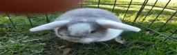 Mini Lop rabbits for sale: Gorgeous mini lops in Shildon - Advert 9