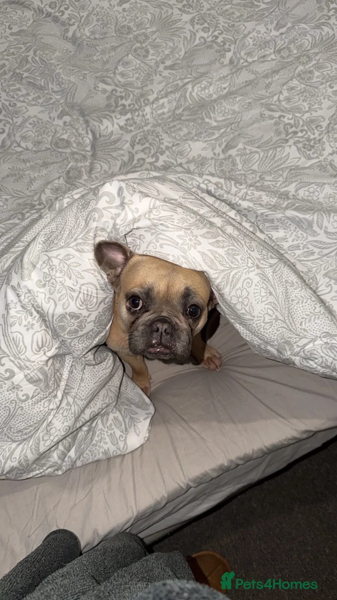 French Bulldog dogs for sale: Loving home for my 2 year old girl  in Margate - Advert 5