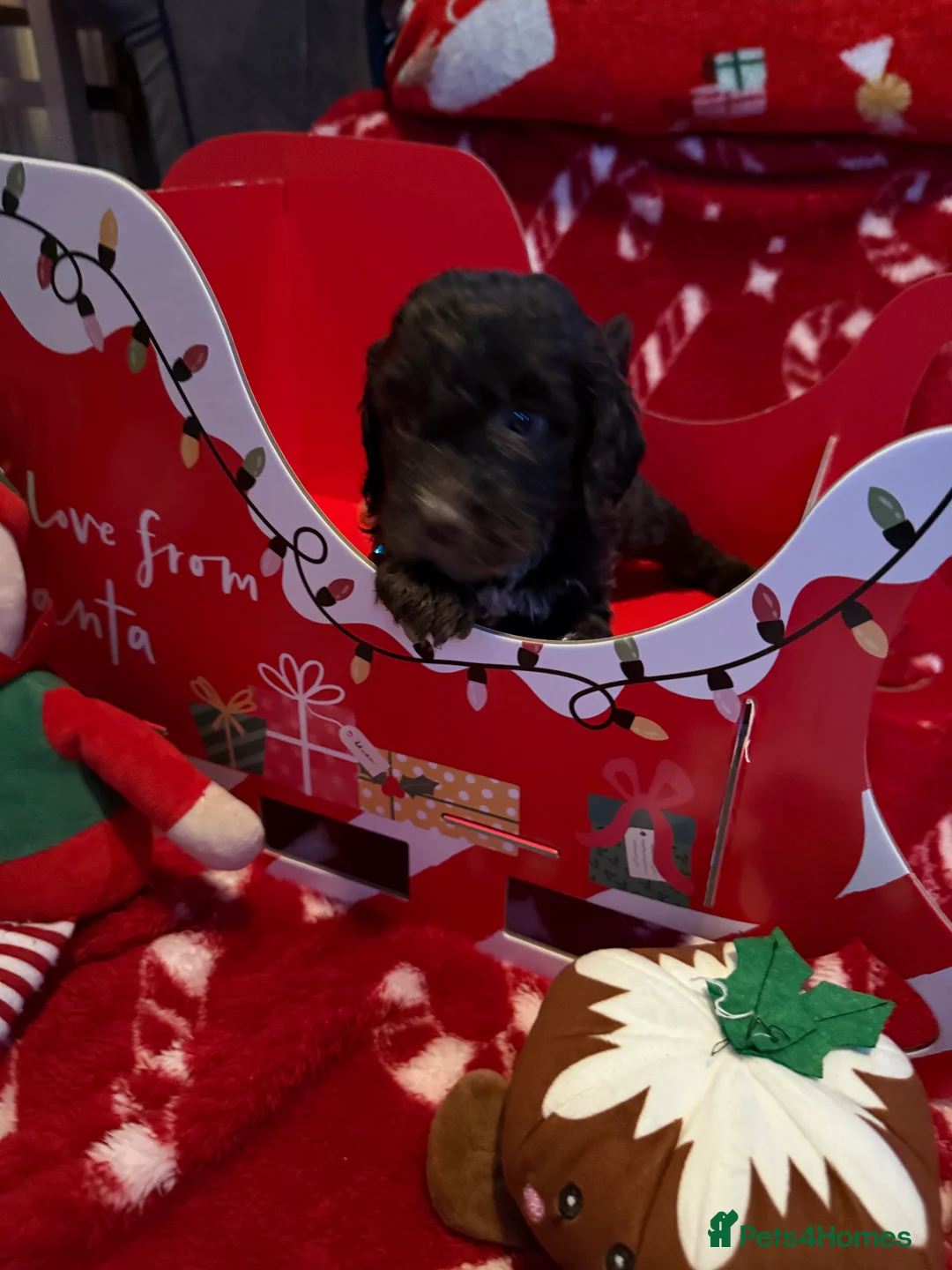 Cockapoo dogs for sale: Miniature f1 Cockapoos puppies - Advert 15