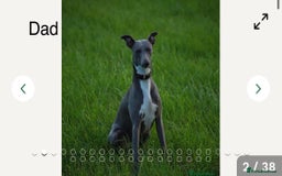 Whippet dogs for sale: Stunning KC whippet puppies  - Image 22