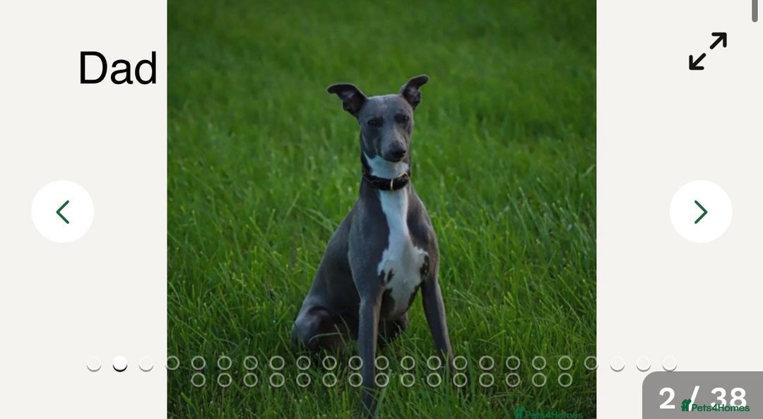 Whippet dogs for sale: Stunning KC whippet puppies  - Image 22