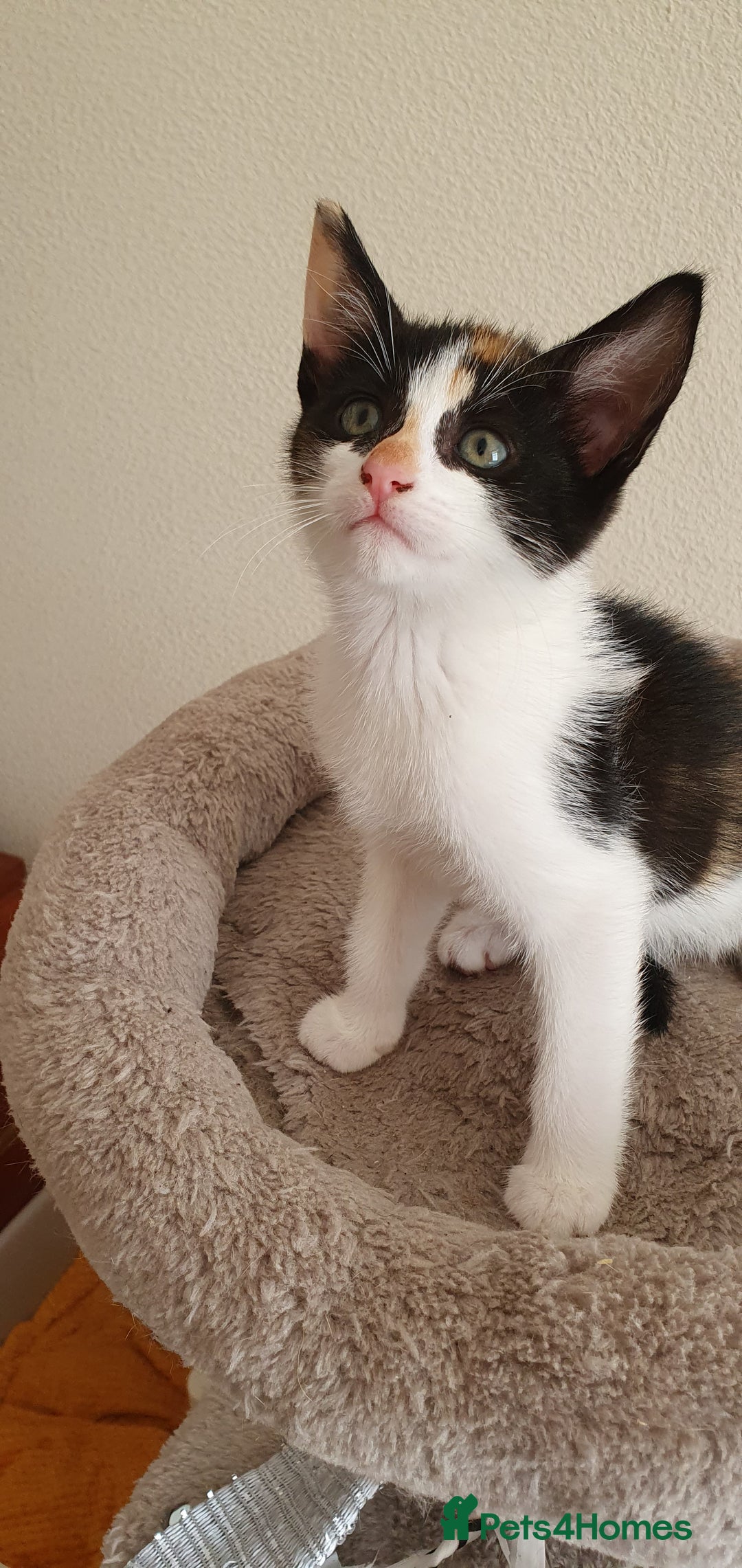 Mixed Breed cats for sale: Beautiful Siamese Cross Kittens - Image 13