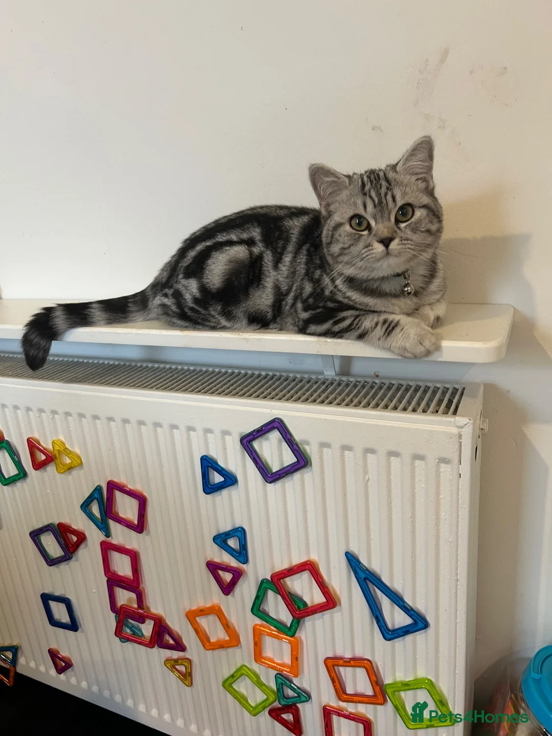 British Shorthair cats for sale: Beautiful Pure Bred Silver BSH  - Advert 2