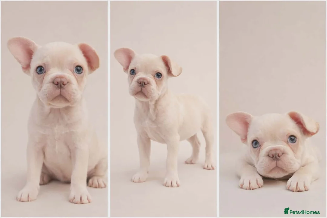 French Bulldog dogs for sale: 11- week old - Last pup left 🐾 ❤️  - Advert 2