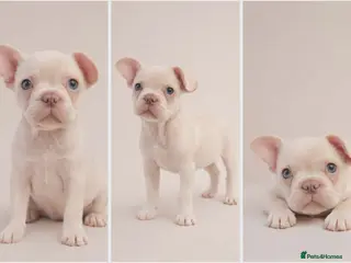 French Bulldog dogs 💚/💙 eyed boy left - fluffy carrier - Advert 9