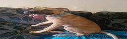 Presa Canario dogs for sale: Presa canario - Advert 1