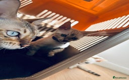 Bengal cats for sale: Tica Registered Pedigree Snow Bengal kittens  - Image 16