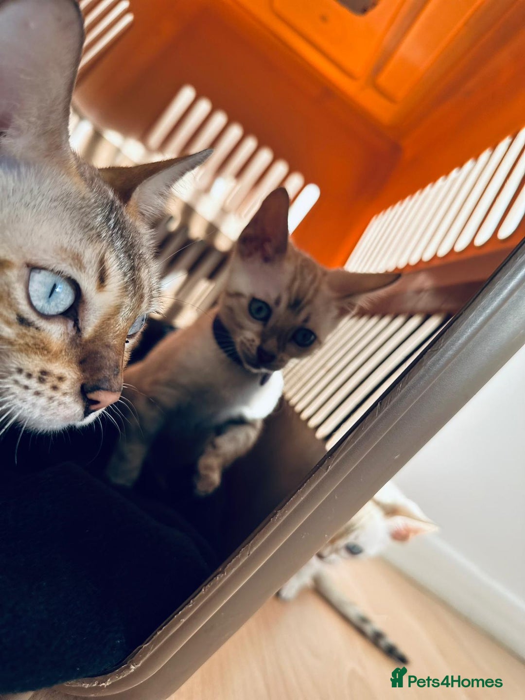 Bengal cats for sale: Tica Registered Pedigree Snow Bengal kittens  - Image 16