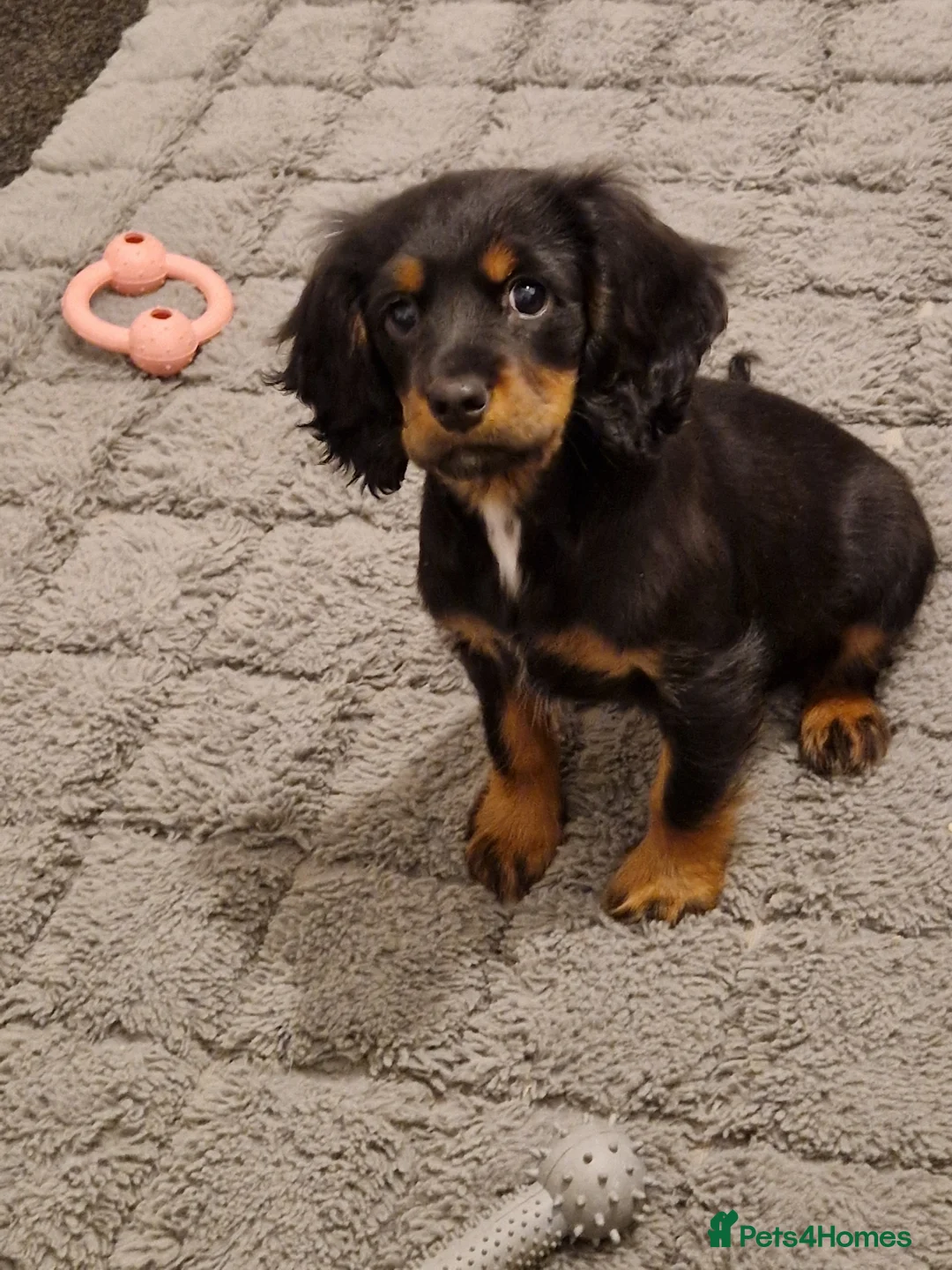 Cockalier dogs for sale: Poppy  - Advert 6