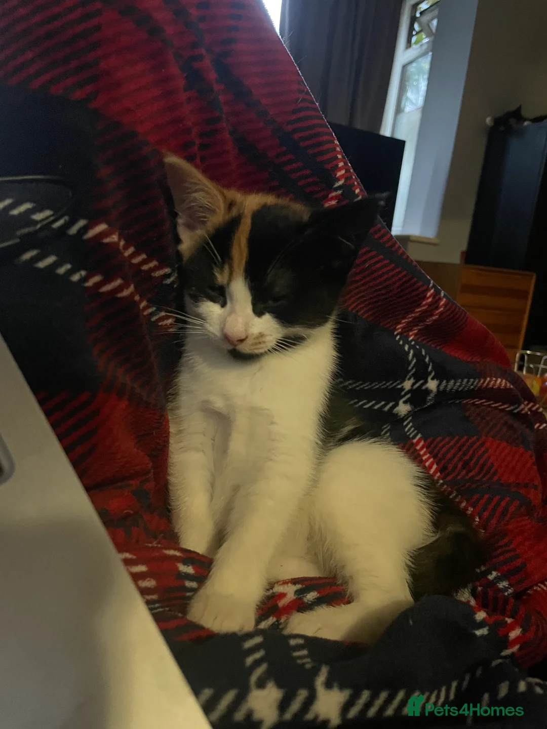 Mixed Breed cats for sale: 5 beautiful tortoiseshell+white and black kittens - Advert 2