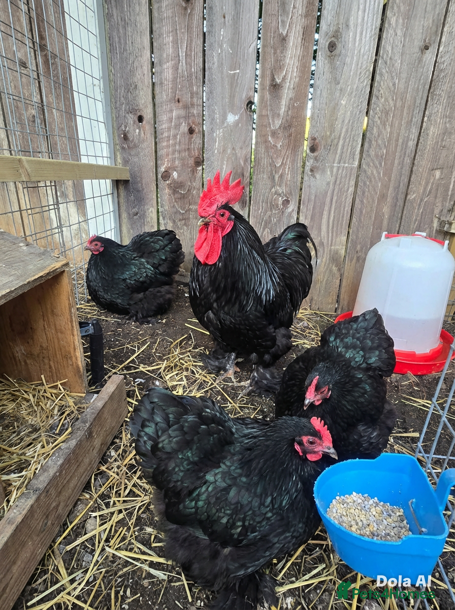 Chickens poultry Black Pekin Bantams , 3 Hens & 1 Matching Cockerel - Advert 1
