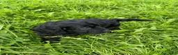 Cockapoo dogs for sale: Lovely F1 Cockapoos in Radstock - Advert 16