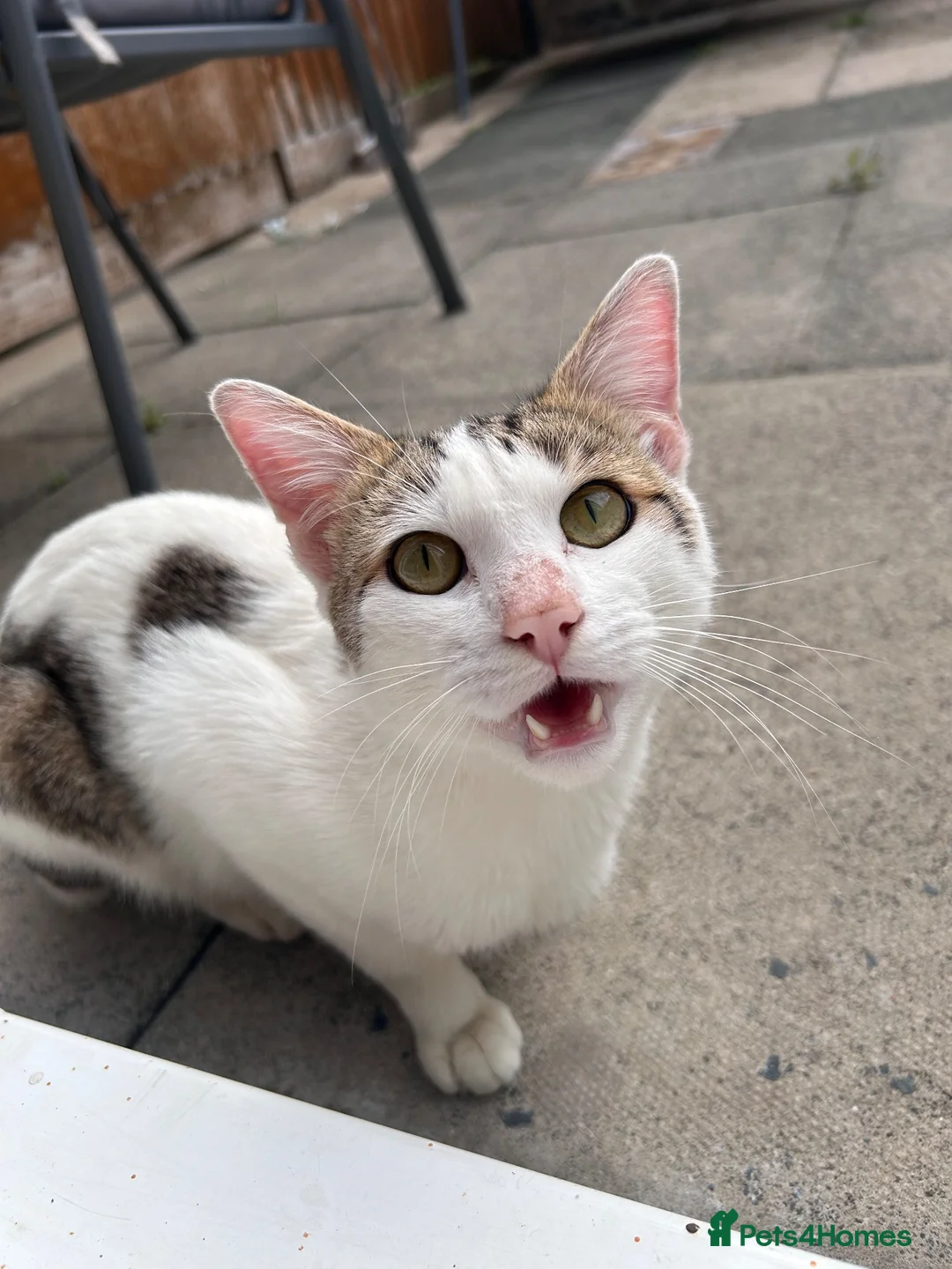 British Shorthair cats for sale: Domestic short hair, tabby, white coat cat in London - Advert 3