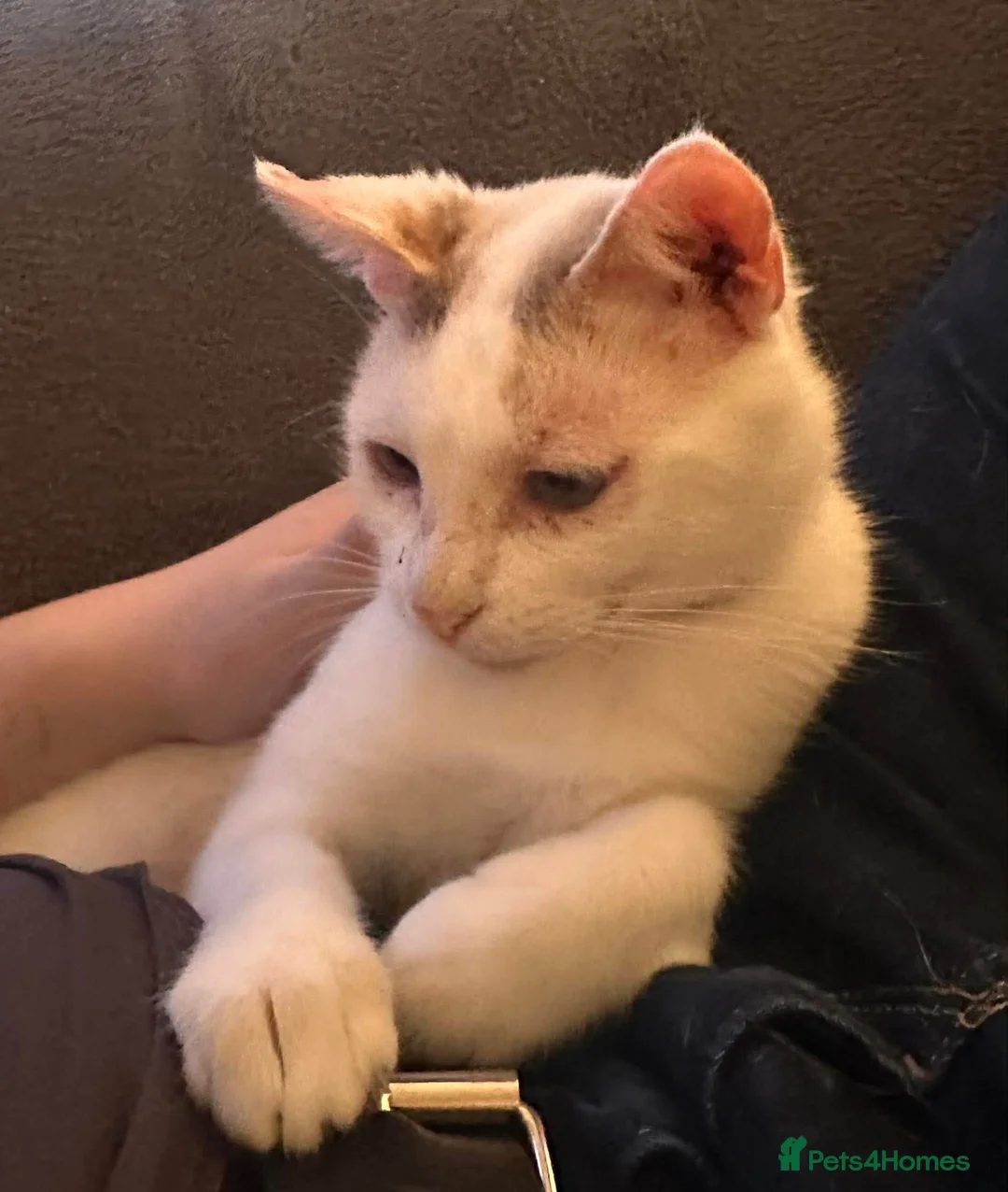 Mixed Breed cats for adoption: Pretty Pearl in Hook - Advert 1