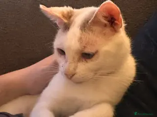 Mixed Breed cats Pretty Pearl - Advert 1