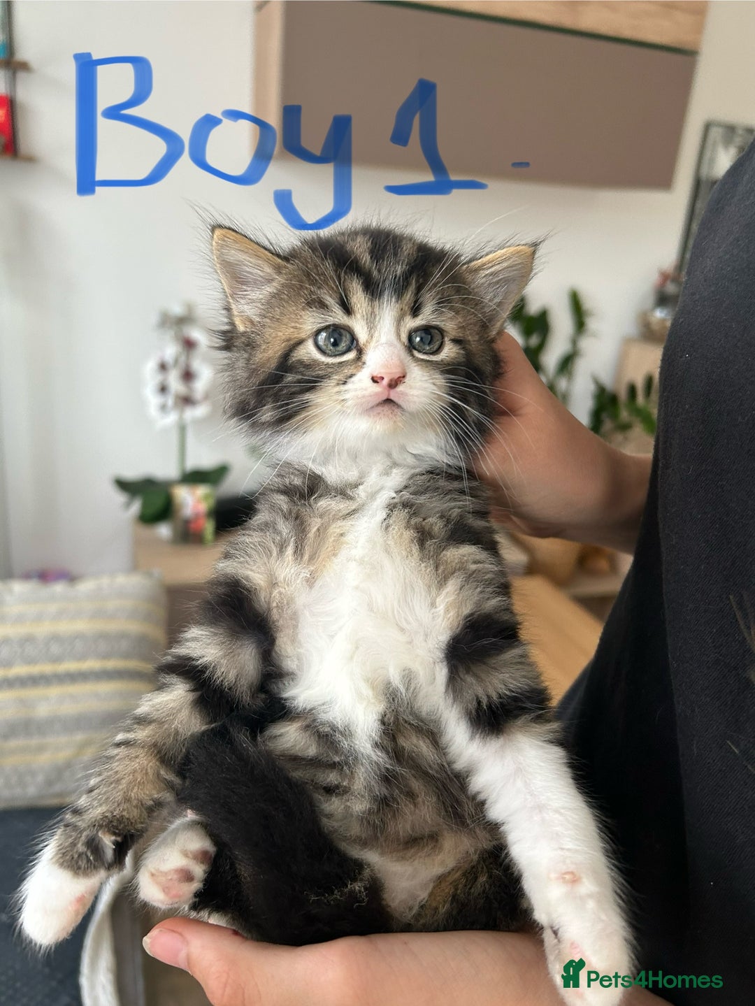 Norwegian Forest Cat cats for sale: 😸Kittens looking for a new family😸 - Image 4
