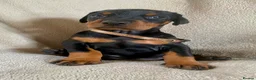 Dobermann dogs for sale: Health tested European puppies  - Advert 18