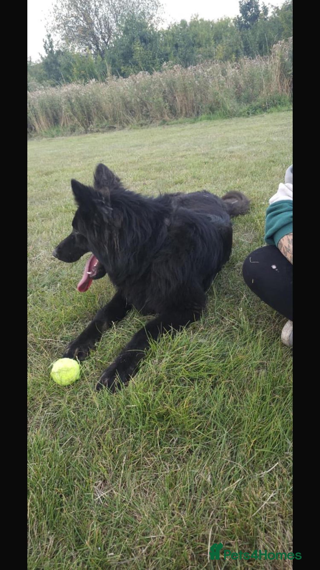 German Shepherd dogs for sale: 2 gorgeous German shepherd brothers  - Advert 6