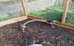 Pheasants poultry for sale: lady amherst pheasant  - Image 12