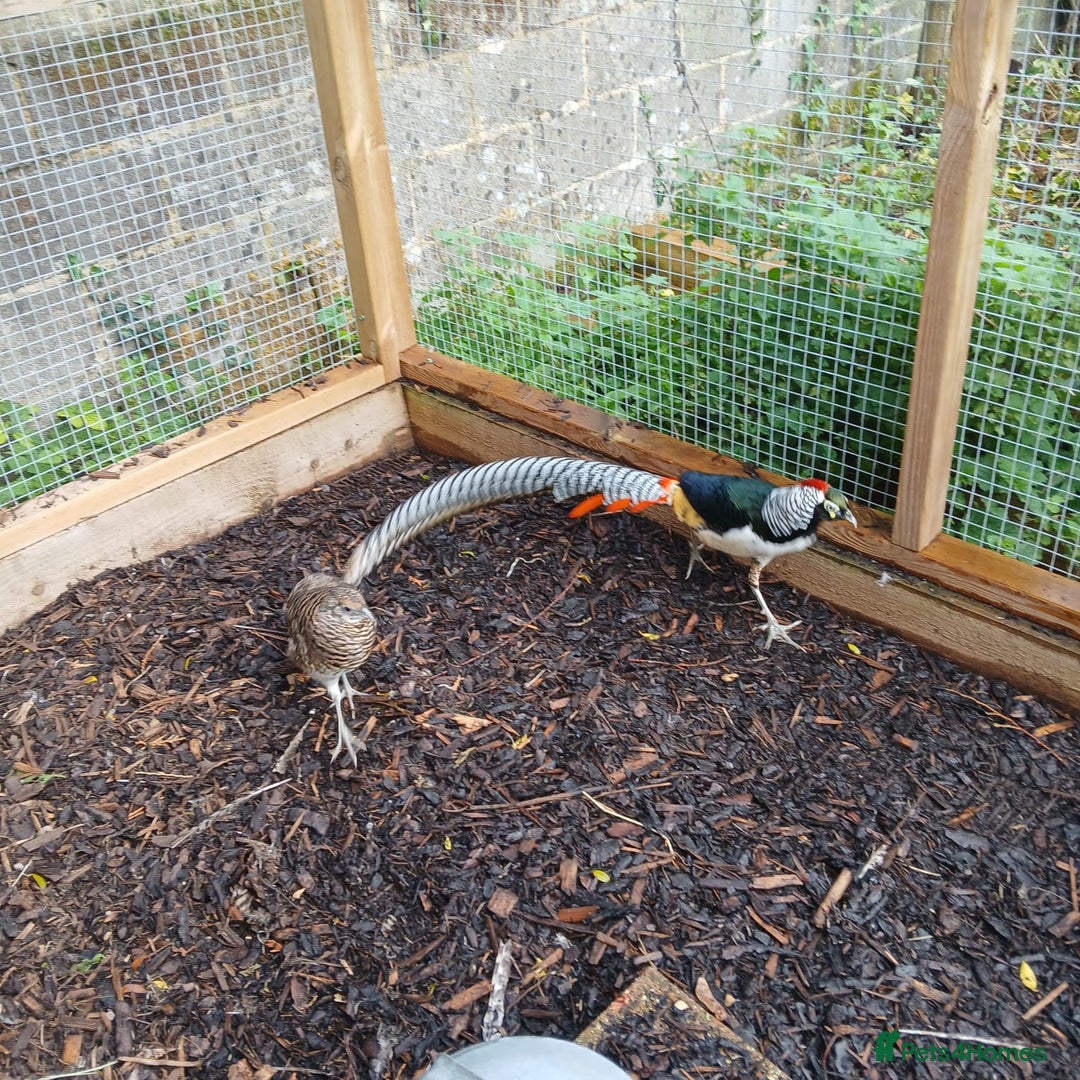 Pheasants poultry for sale: lady amherst pheasant  - Image 12
