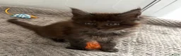Maine Coon cats for sale: GCCF MAINE COON KITTENS - Advert 18