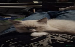 Ragdoll cats for sale: Meet Simon – the last of our Ragdoll trio - Image 4