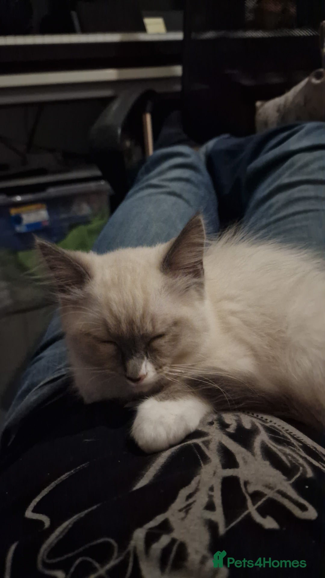 Ragdoll cats for sale: Meet Simon – the last of our Ragdoll trio - Image 4