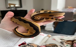 Python Snake reptiles for sale: Leopard Clown Ball Royal Python - Image 3