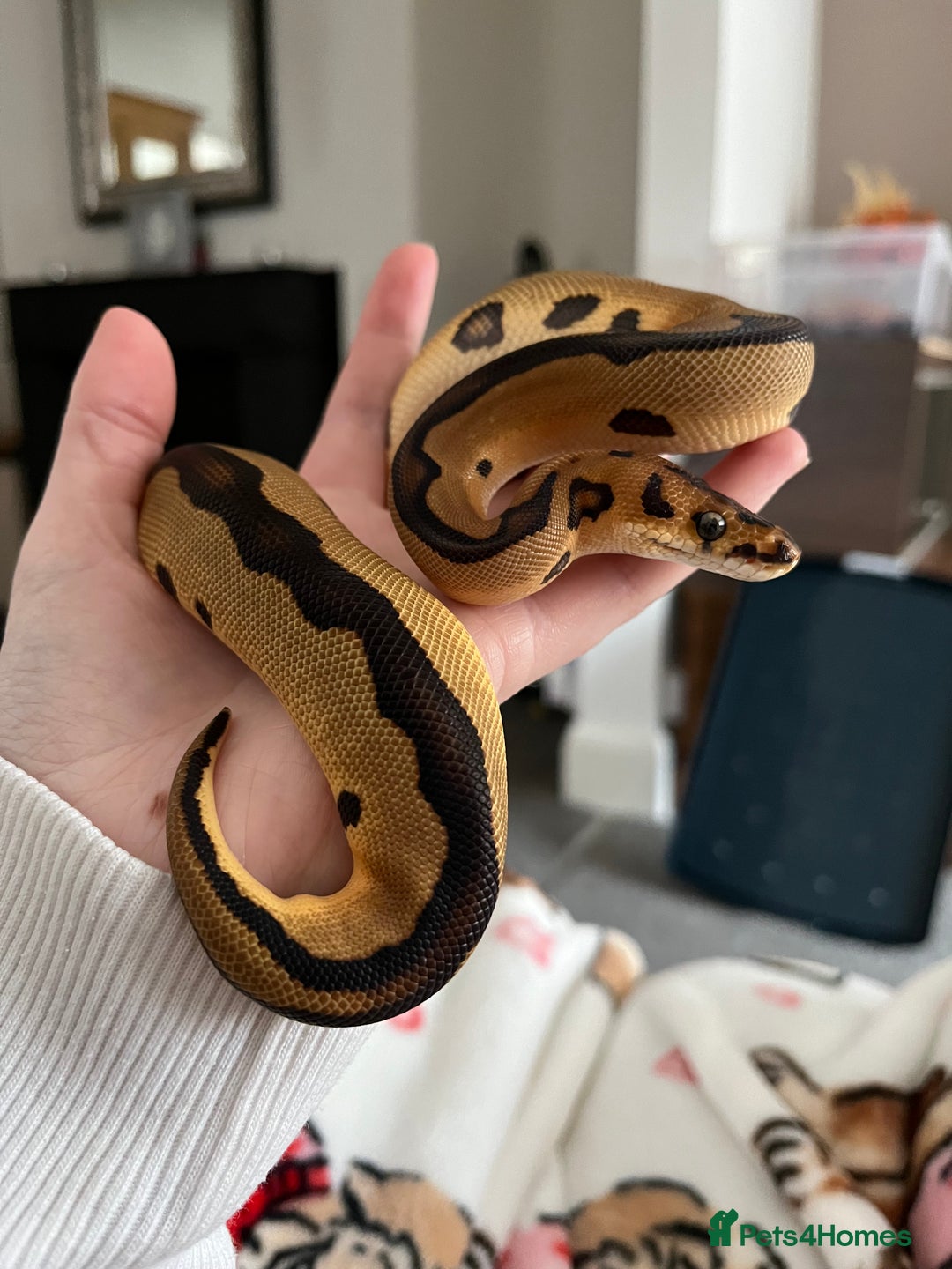 Python Snake reptiles for sale: Leopard Clown Ball Royal Python - Image 3