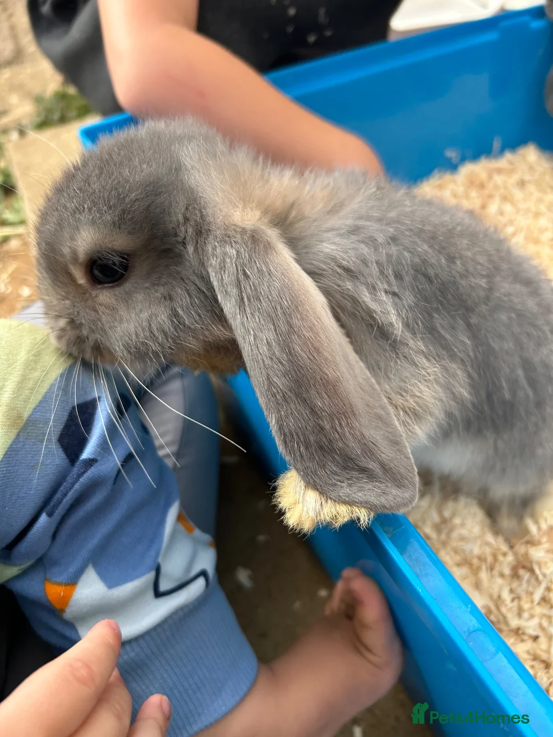 French Lop rabbits for sale: Male French lop  - Advert 2