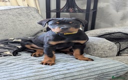 Rottweiler dogs for sale: 6 months male Rottie - Image 11