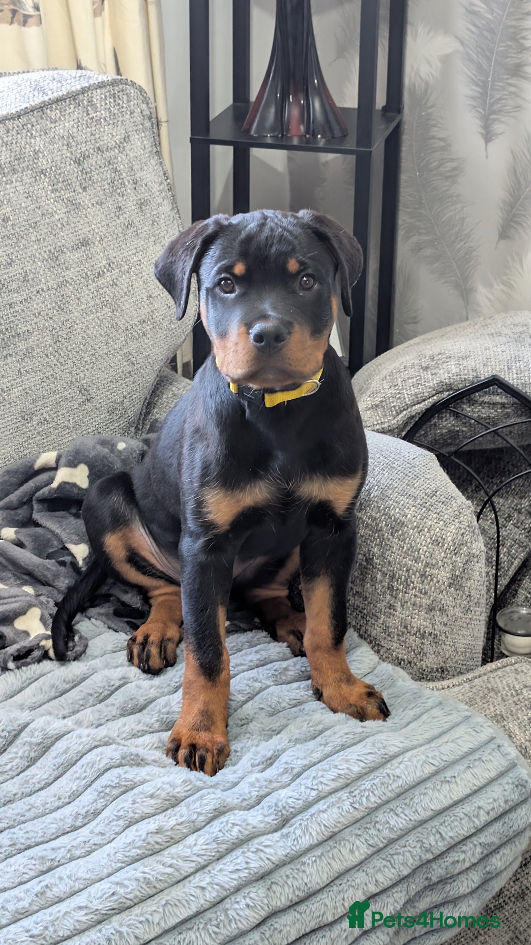 Rottweiler dogs for sale: 6 months male Rottie - Image 11