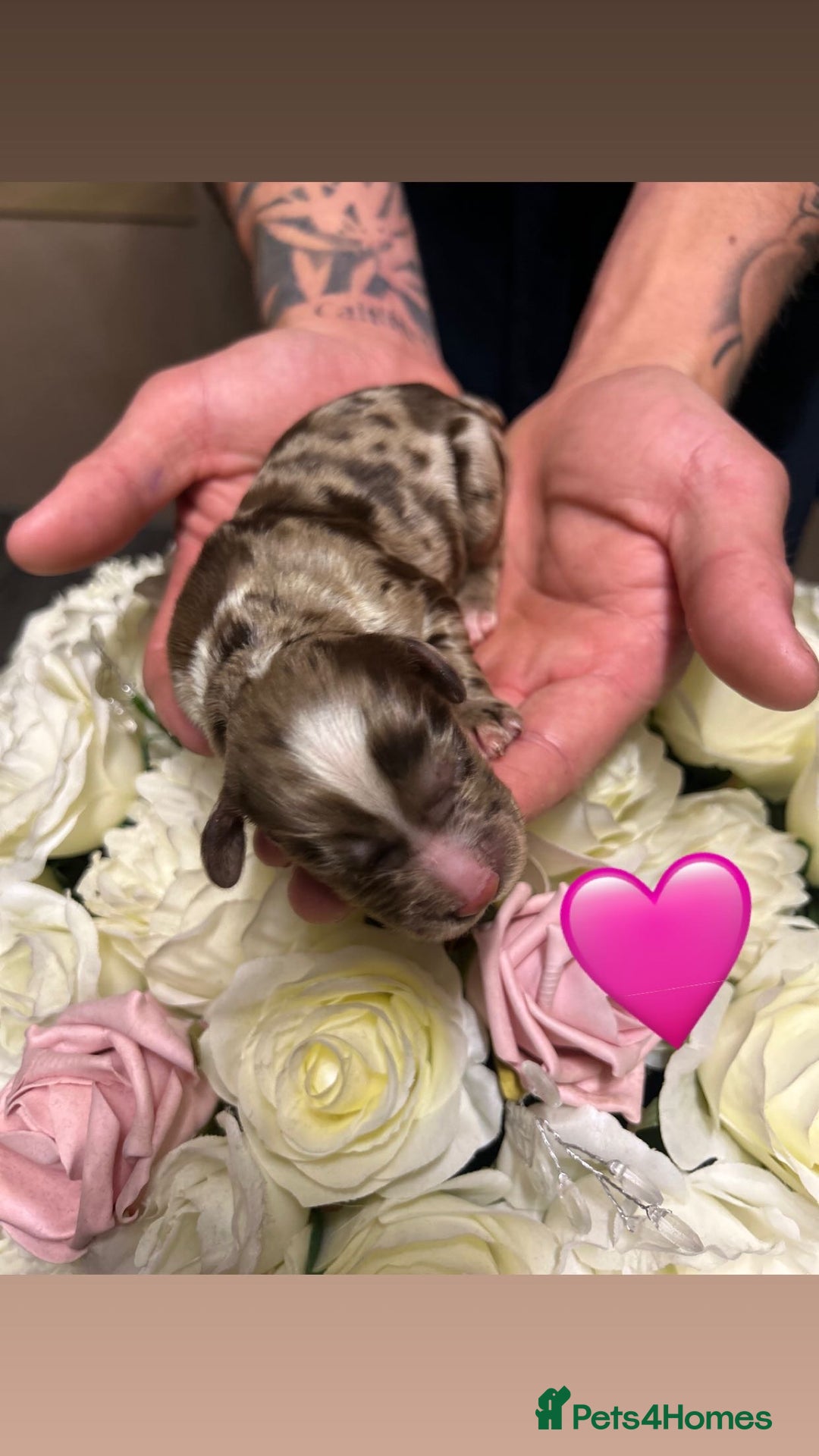 Cocker Spaniel dogs for sale: Merle cocker spaniels  - Image 1