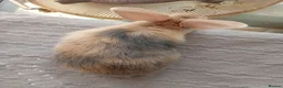 Mixed Breed rabbits for sale: RARE COLOURS - Beautiful baby rabbits  in Eastbourne - Advert 7