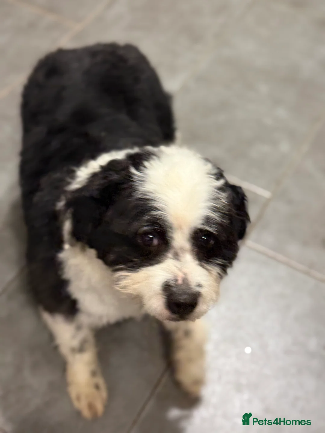 Mixed Breed dogs for adoption: Cute Teddy looking for True Love  - Advert 19