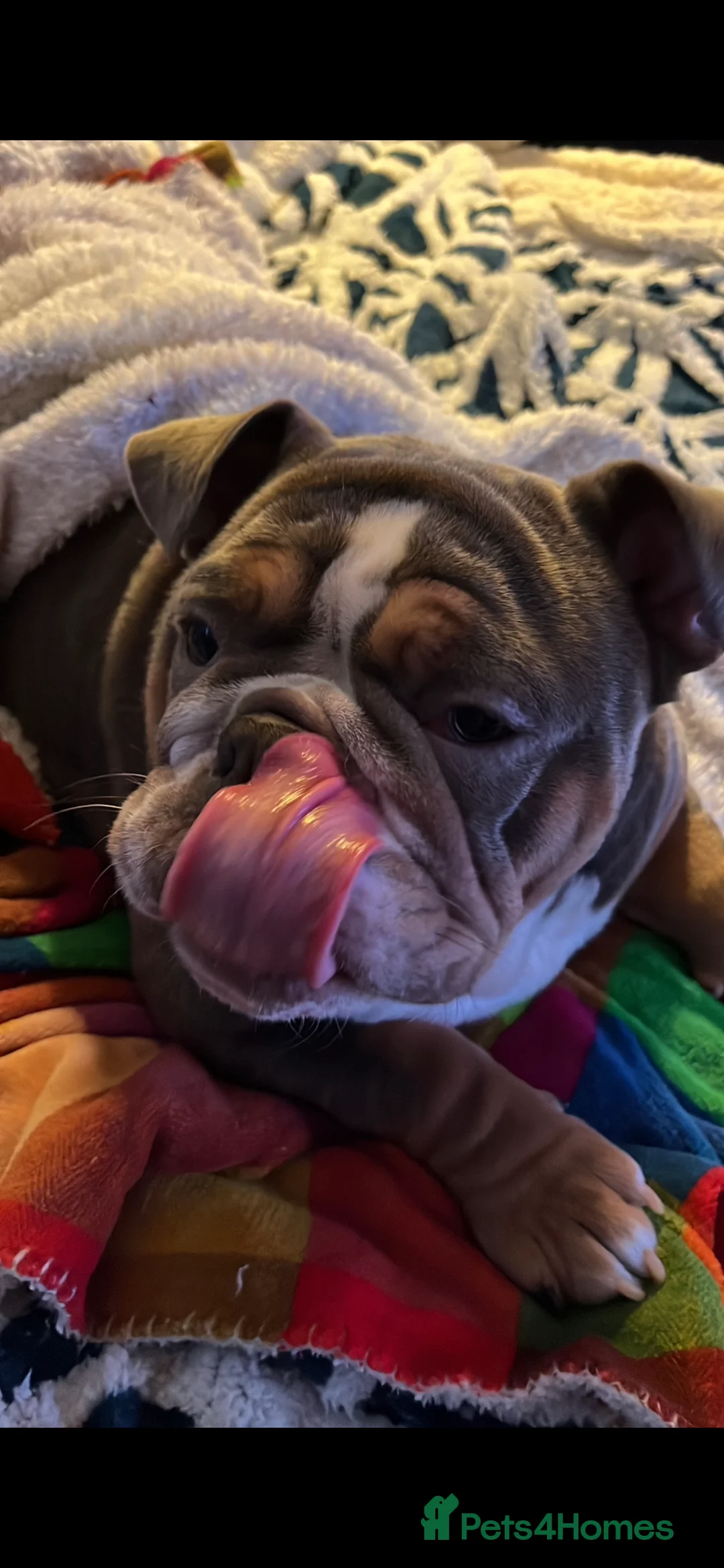 English Bulldog dogs for sale: English bulldog - Advert 2