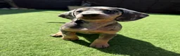Dachshund dogs for sale: Winnie - Advert 10