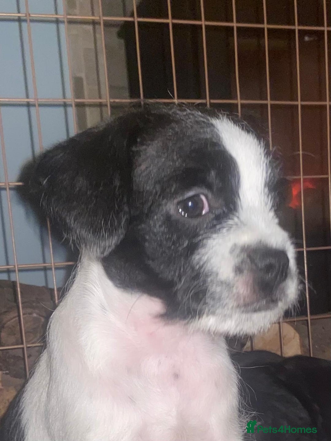 Mixed Breed dogs for sale: Frenchie cross - Advert 6