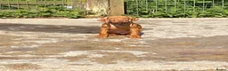 Hungarian Vizsla dogs for sale: LOVINGLY HANDLED WH HUNGARIAN vizsla puppies - Advert 6