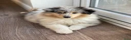 Rough Collie dogs for sale: **Rough Collie Puppies - Litter Due in 7 Days ** - Advert 6