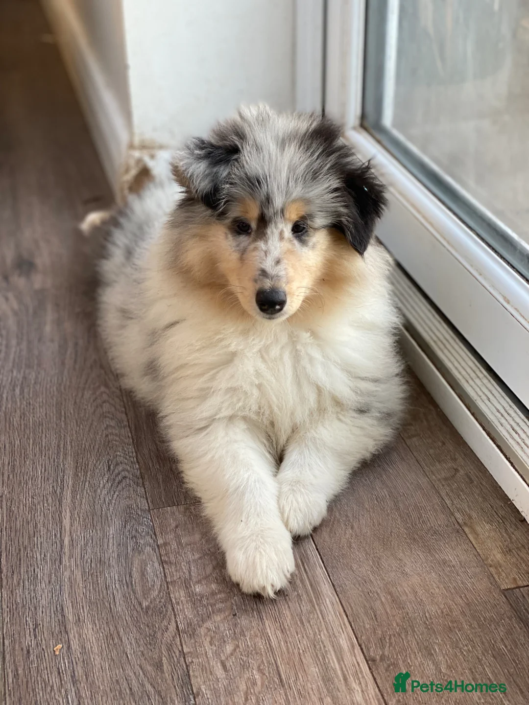 Rough Collie dogs for sale: **Rough Collie Puppies - Litter Due in 7 Days ** - Advert 6