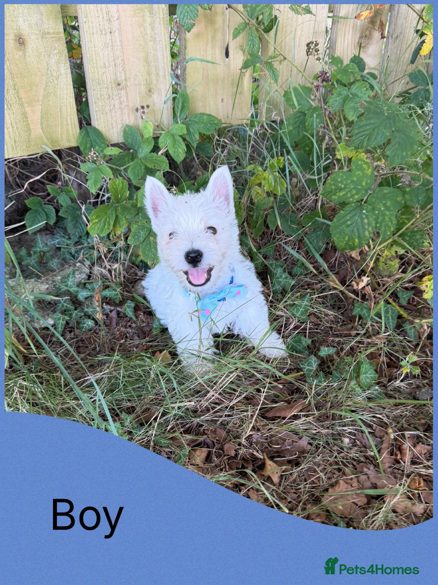 West Highland Terrier dogs West Highland Terriers…westies - Advert 16