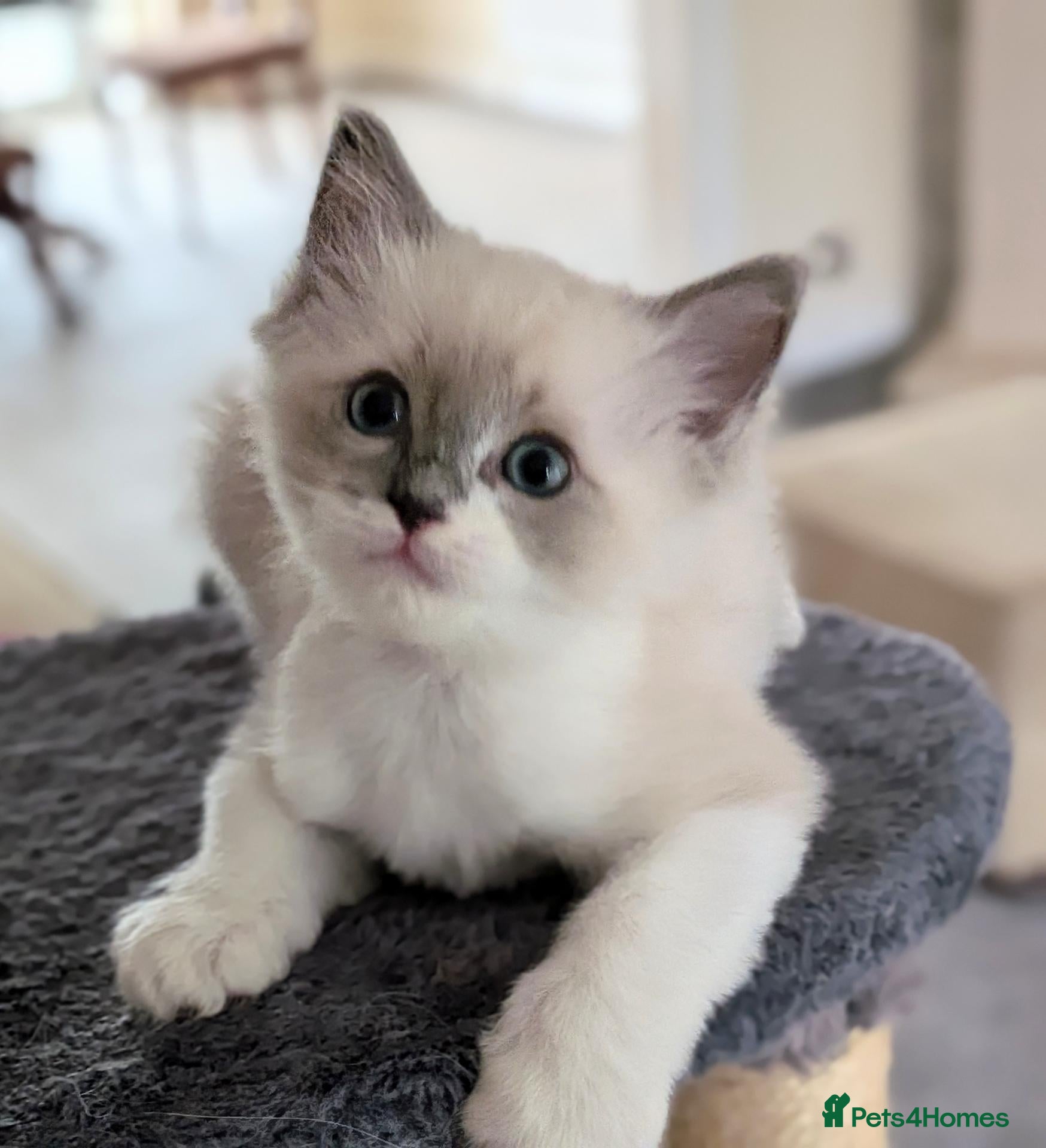 Ragdoll cats 🏆 GCCF Champion Ragdolls • Active Considered - Advert 2