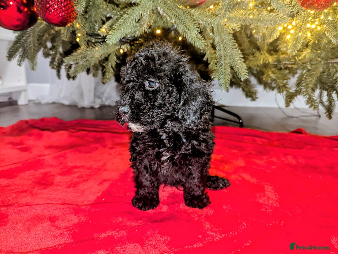 Cockapoo dogs for sale: 🐶 3 Left- Ready to Leave 🐶 - Advert 28